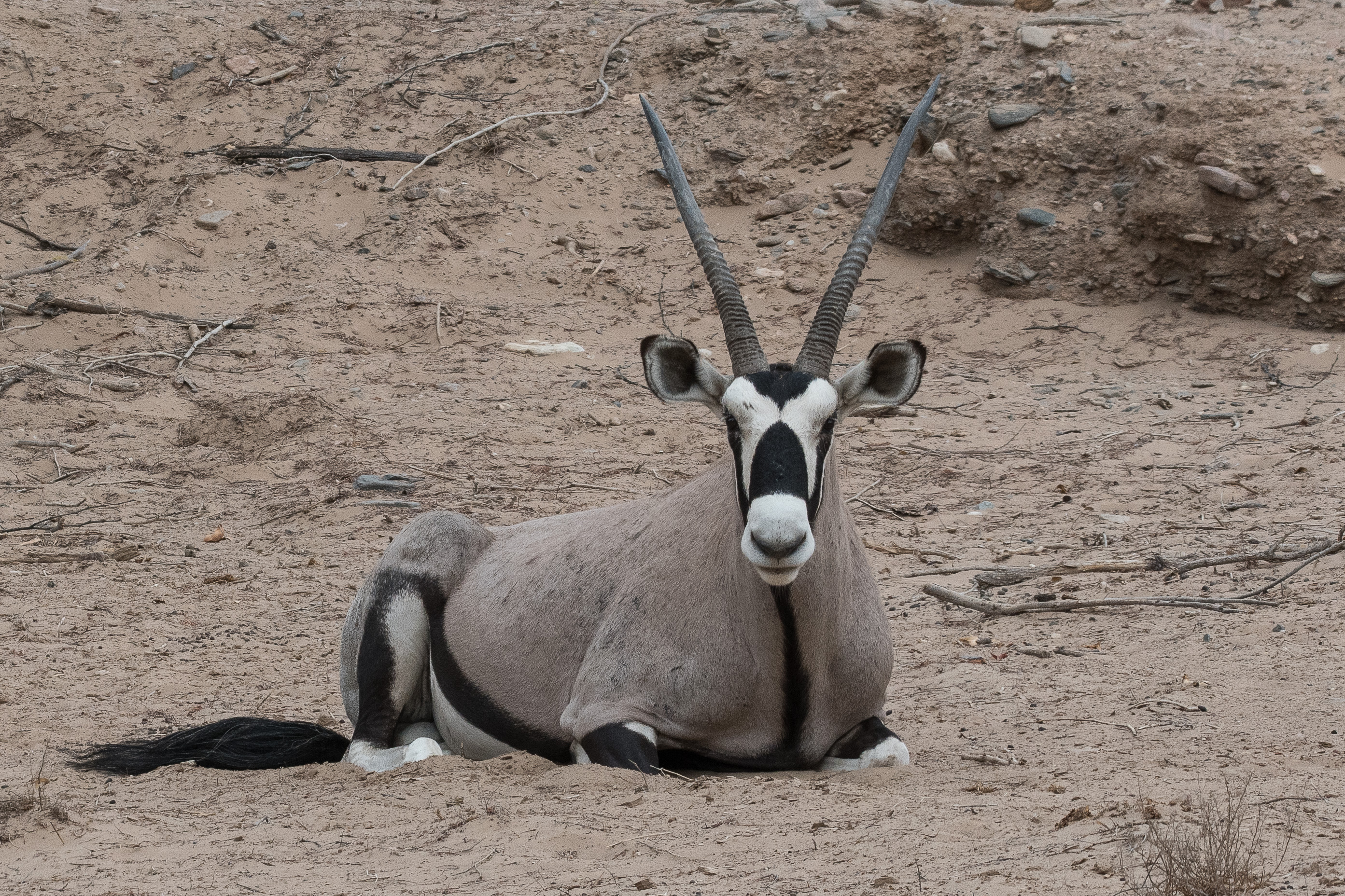 Gemsbok ou Oryx gazelle (Gemsbok ou Southern Oryx, Oryx gazella), mâle adulte, Désert du Namib, Kunene, Namibie.